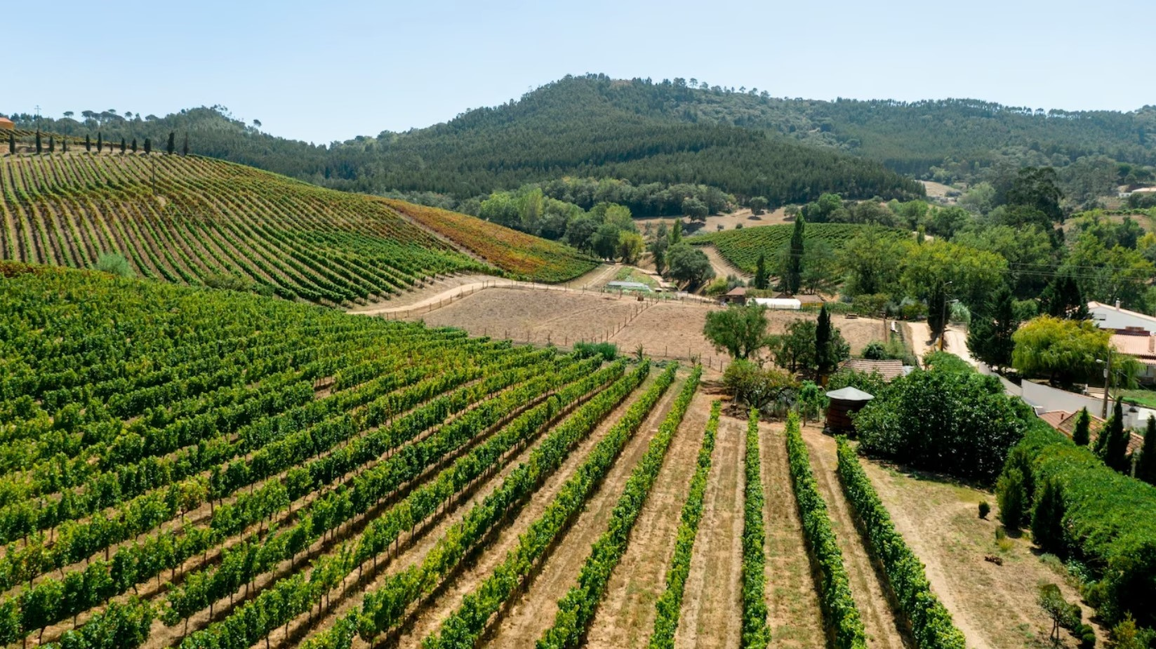 Agricoltura sostenibile in Italia: Svelati i segreti dell’agricoltura biologica